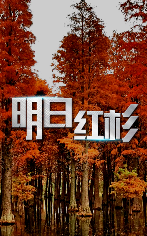 明日紅杉
